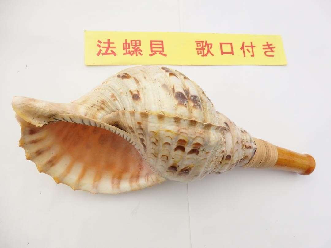 法螺貝 約35㎝ 木製歌口,新品 MH-456