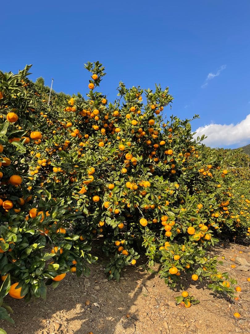 有田みかん　中生みかん　10キロ　5キロ✖️2個