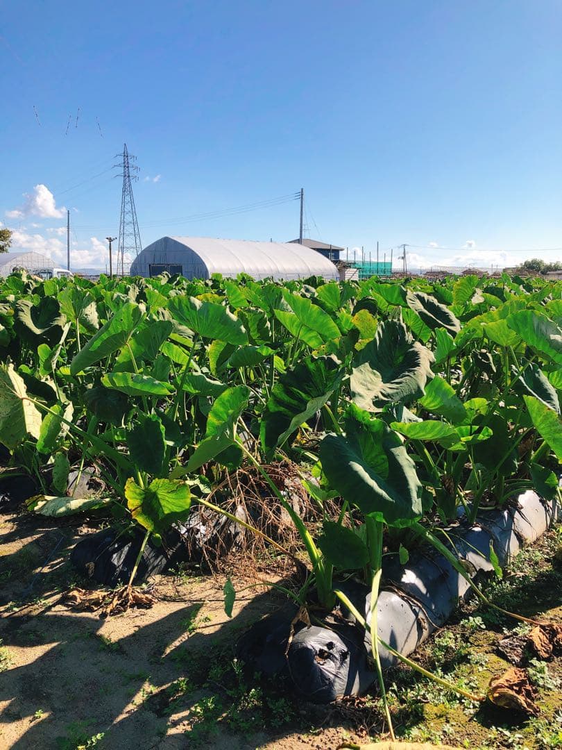 ゆめの10kg 里芋✩.*˚新潟県胎内市砂丘地産