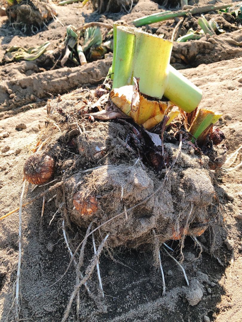 ゆめの10kg 里芋✩.*˚新潟県胎内市砂丘地産