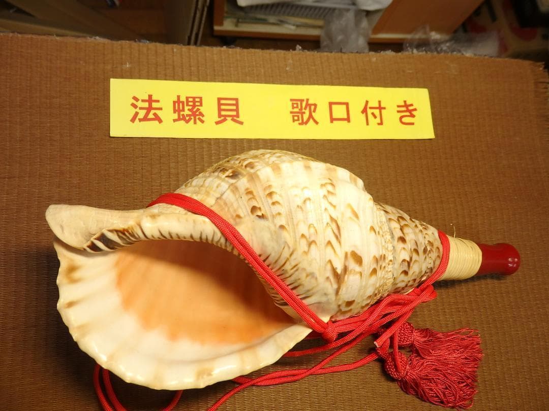 法螺貝 約37㎝ 木製歌口,赤紐付　新品　 MH-424