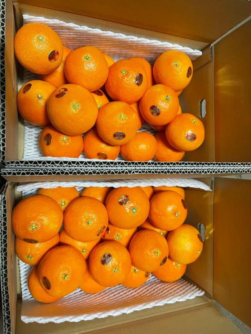 紅まどんな(5kgx2箱)⚠特選2L玉