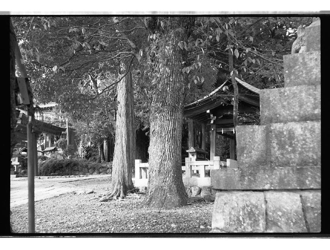 【作例有り】Nikon S + Nikkor-S•C 50mm f1.4