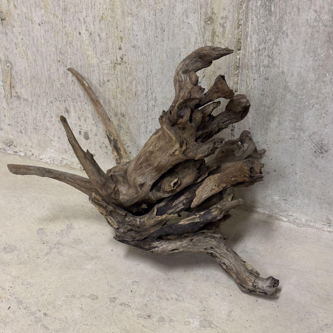 ADA ホーンウッド　流木　アクアリウム　テラリウム