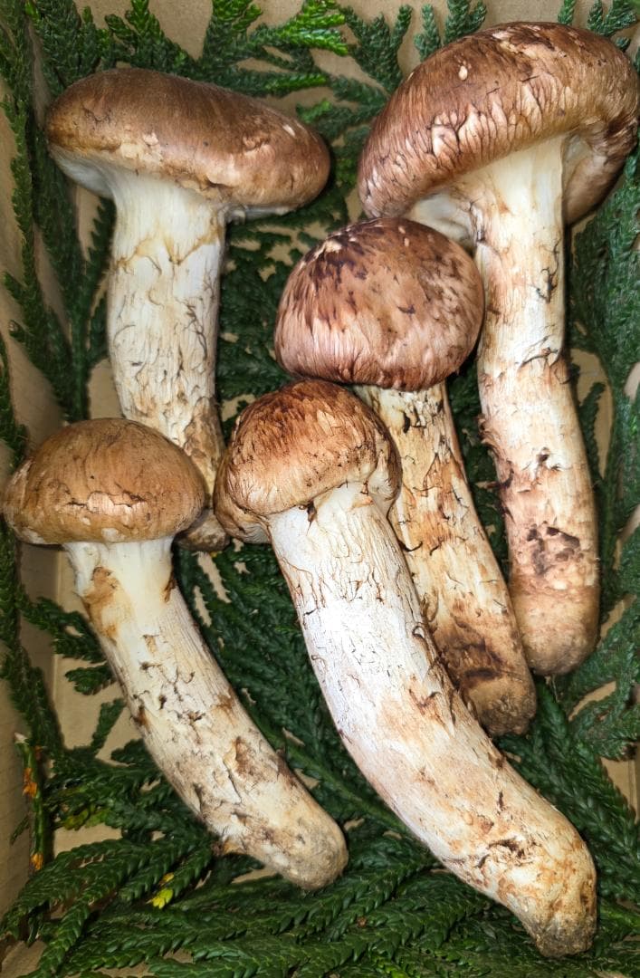 松茸 岩手県産 525g 極上 10月18日