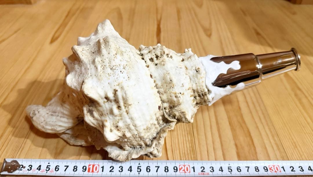 希少　特大　肉厚オオナルト法螺貝　ほら貝　ホラガイ❣️