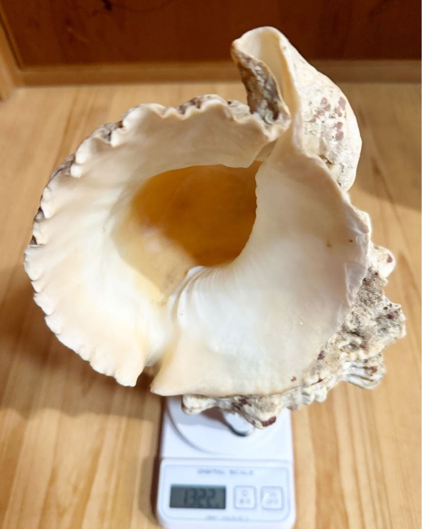 希少　特大　肉厚オオナルト法螺貝　ほら貝　ホラガイ❣️