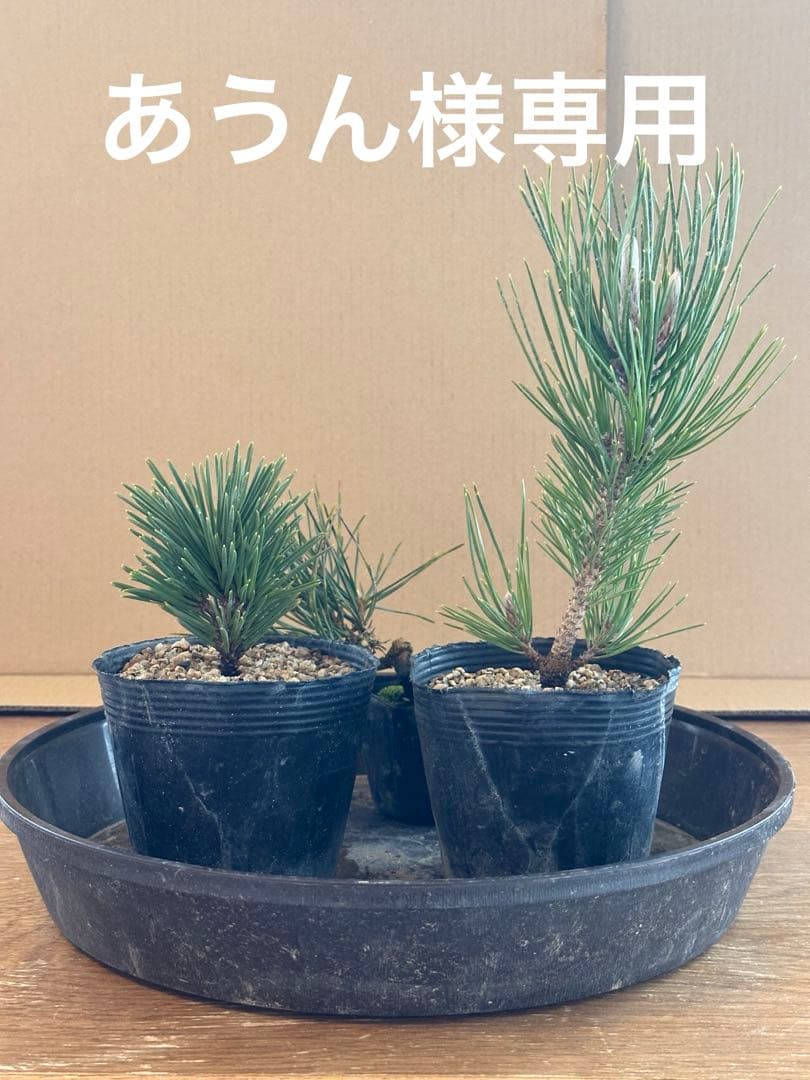 盆栽素材黒松苗木2本+サービス品1本=まとめ売り