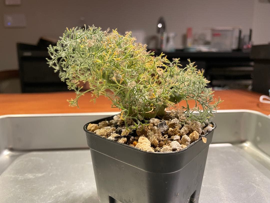 モンソニア　ペニクリナム