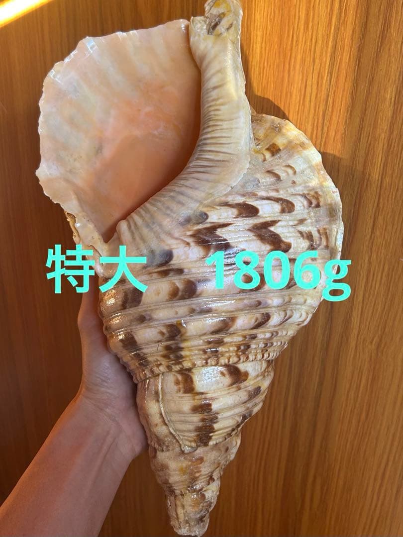 特大　37.3cm(元々約41cm) 法螺貝　1806g