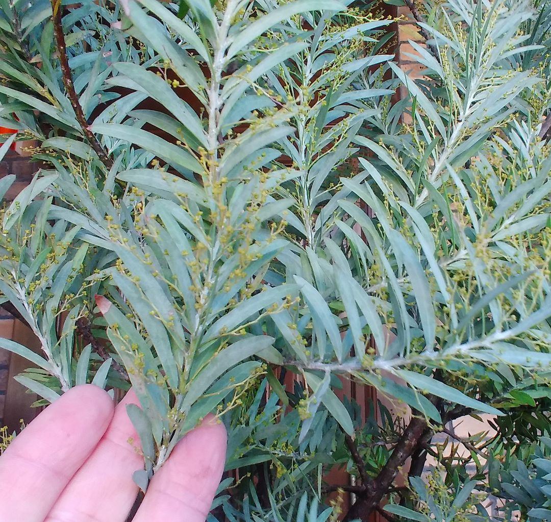 アカシアブルーブッシュ苗 大型190cm❗10号 綺麗な樹形 シルバーリーフ