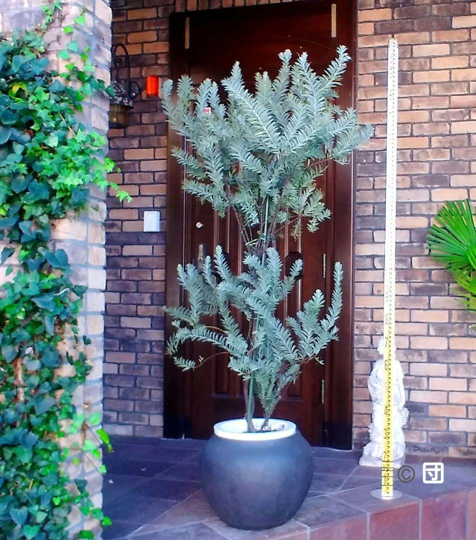 アカシアブルーブッシュ苗 大型190cm❗10号 綺麗な樹形 シルバーリーフ