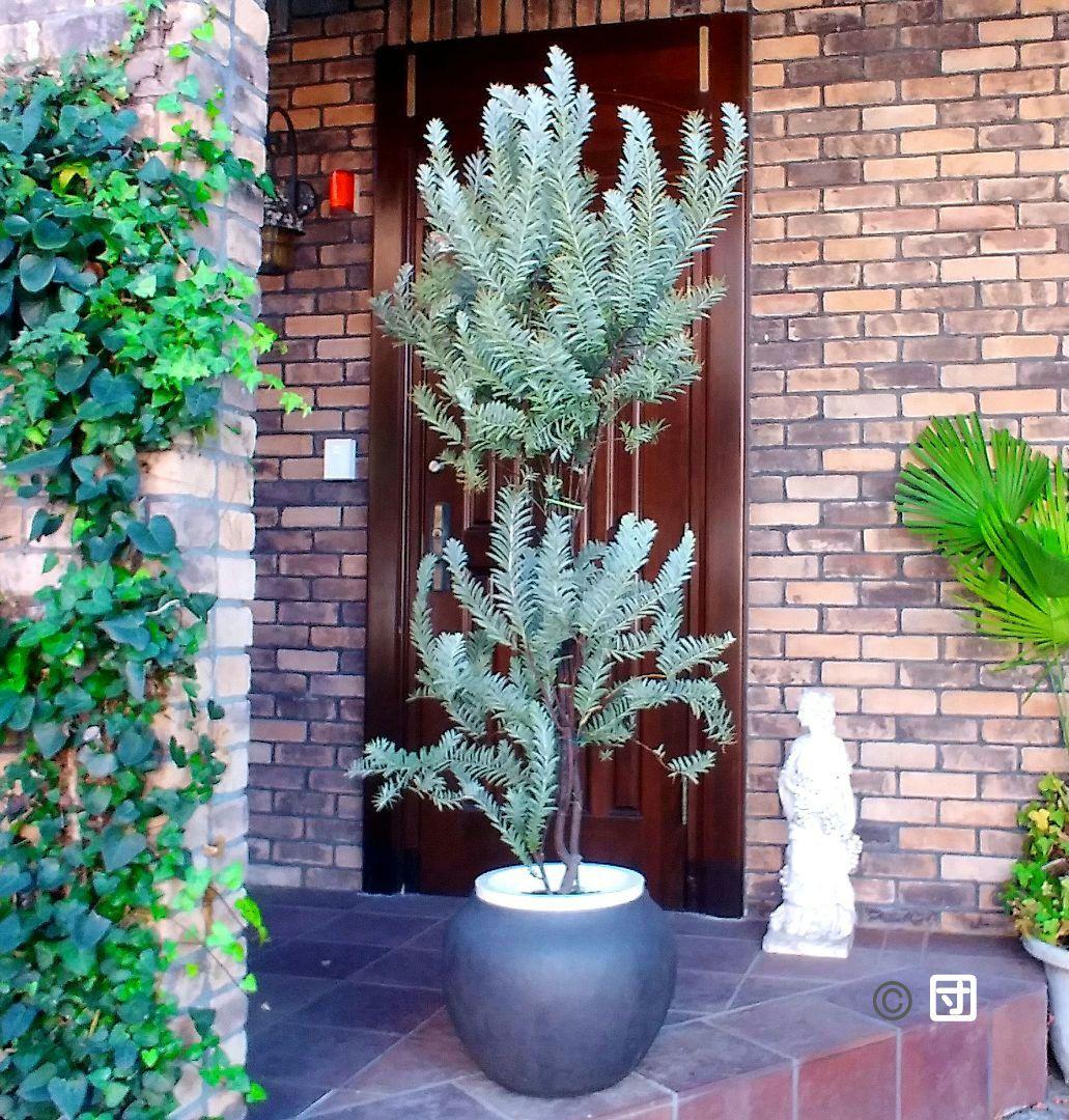 アカシアブルーブッシュ苗 大型190cm❗10号 綺麗な樹形 シルバーリーフ