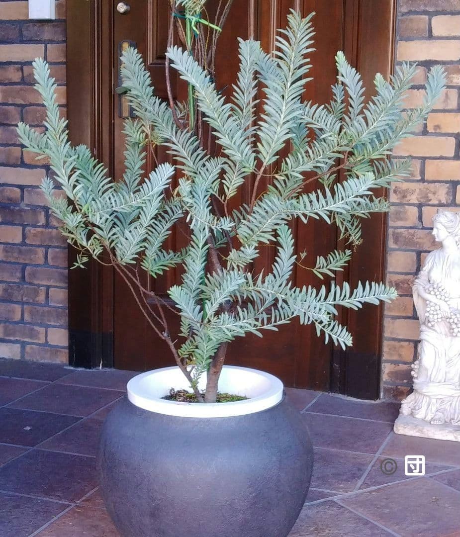 アカシアブルーブッシュ苗 大型190cm❗10号 綺麗な樹形 シルバーリーフ