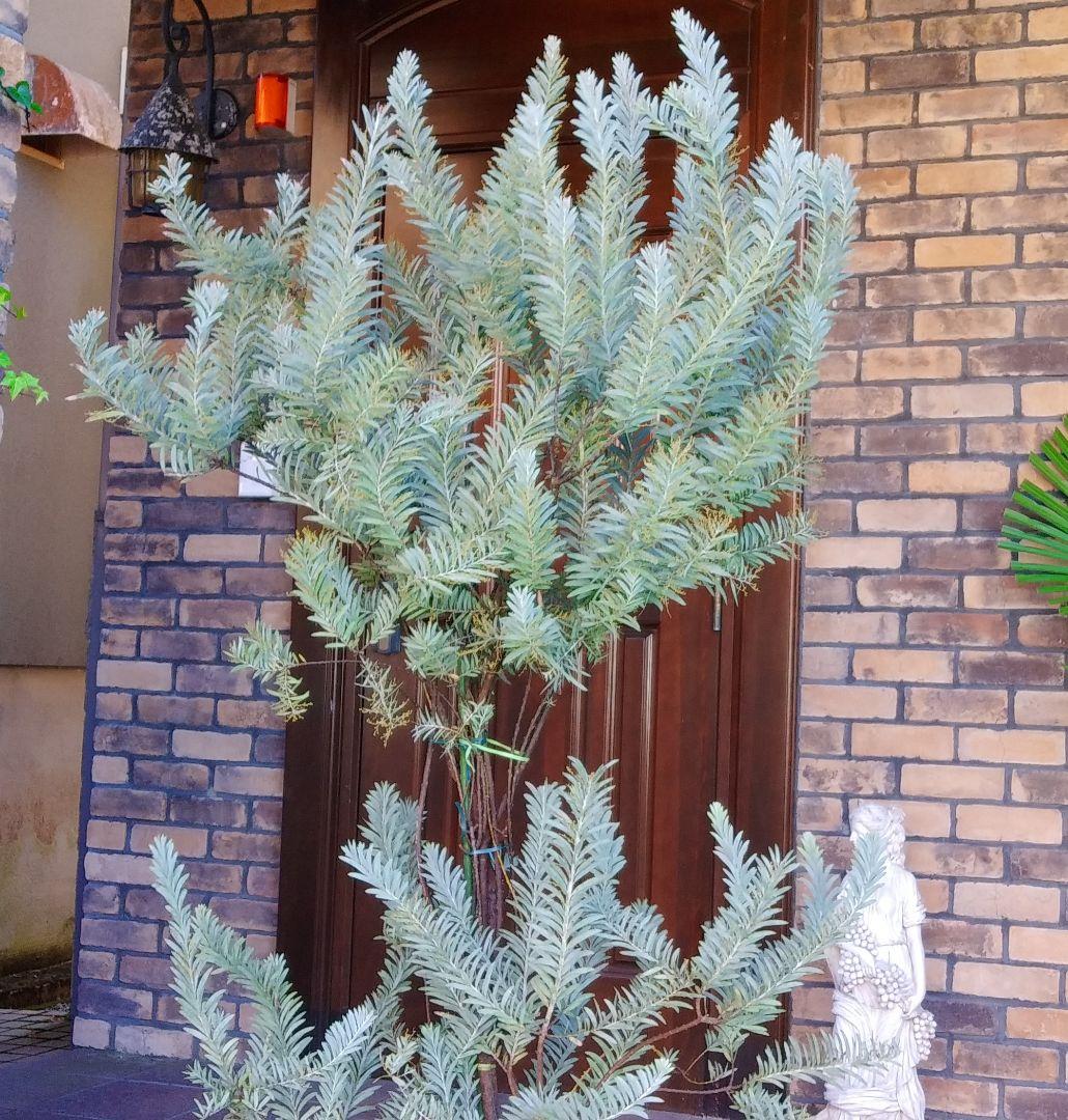 アカシアブルーブッシュ苗 大型190cm❗10号 綺麗な樹形 シルバーリーフ