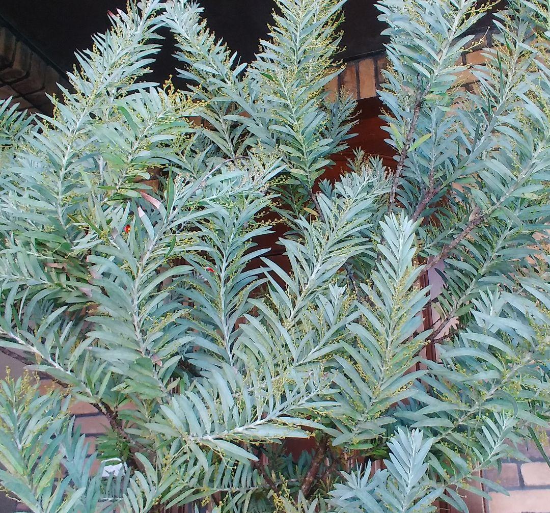 アカシアブルーブッシュ苗 大型190cm❗10号 綺麗な樹形 シルバーリーフ