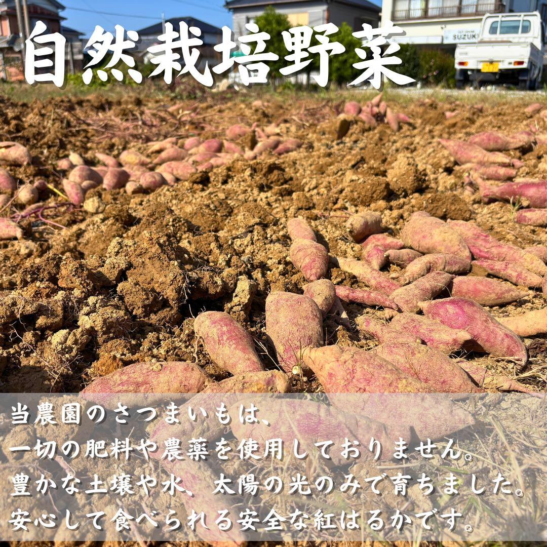 さつまいも『紅はるか』20kg ★無肥料・無農薬★