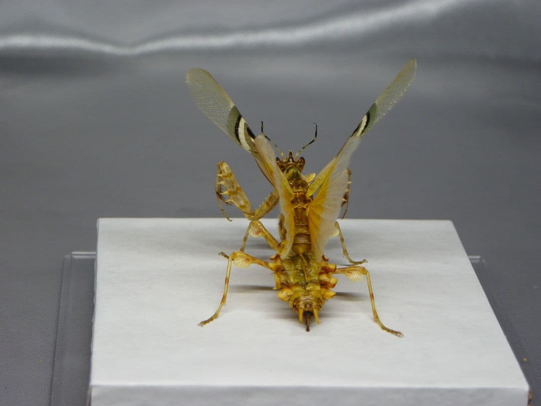 アフリカメダマカマキリ　ペア　立体標本