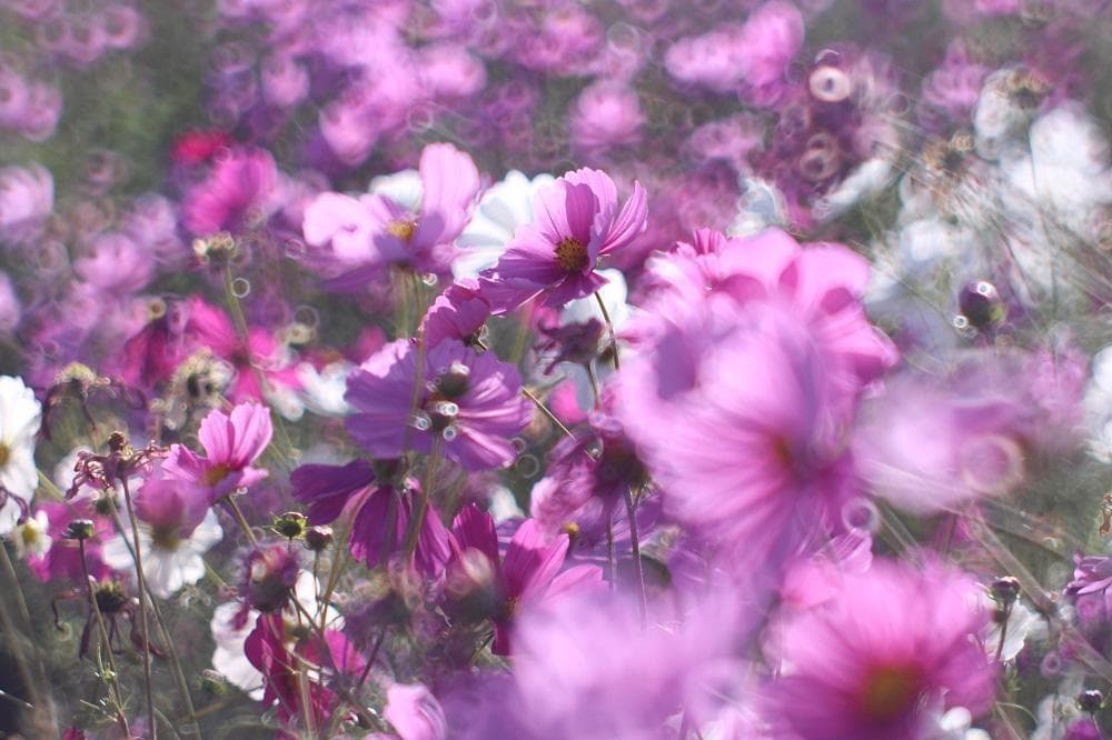 【宝石レンズ】 SMC Takumar 55mm F1.8 宝石タクマー