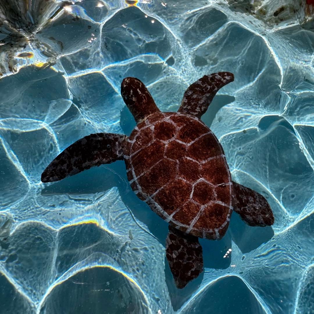 レジンアート オーシャンアート ウミガメ ホヌ 海 アート 波紋 アートパネル