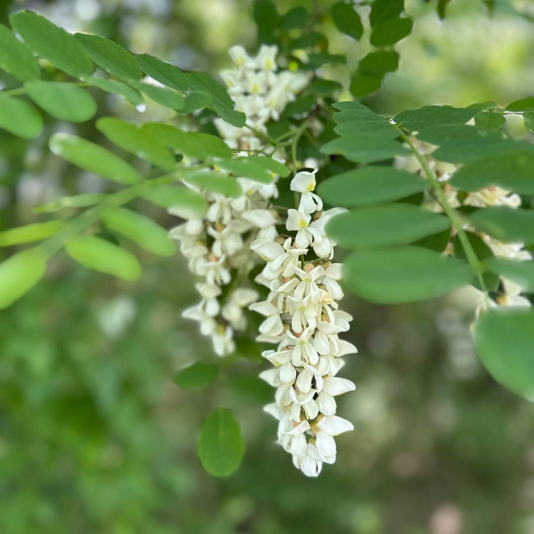 momoR7年　国産蜂蜜　1kg あかしあ　非加熱ハチミツ純粋　生蜂蜜
