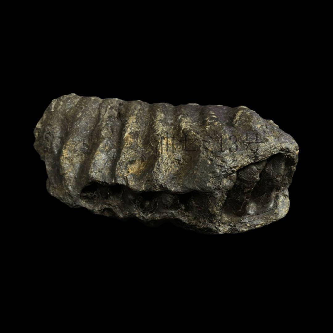 ナウマンゾウ　臼歯　化石　コレクション　標本