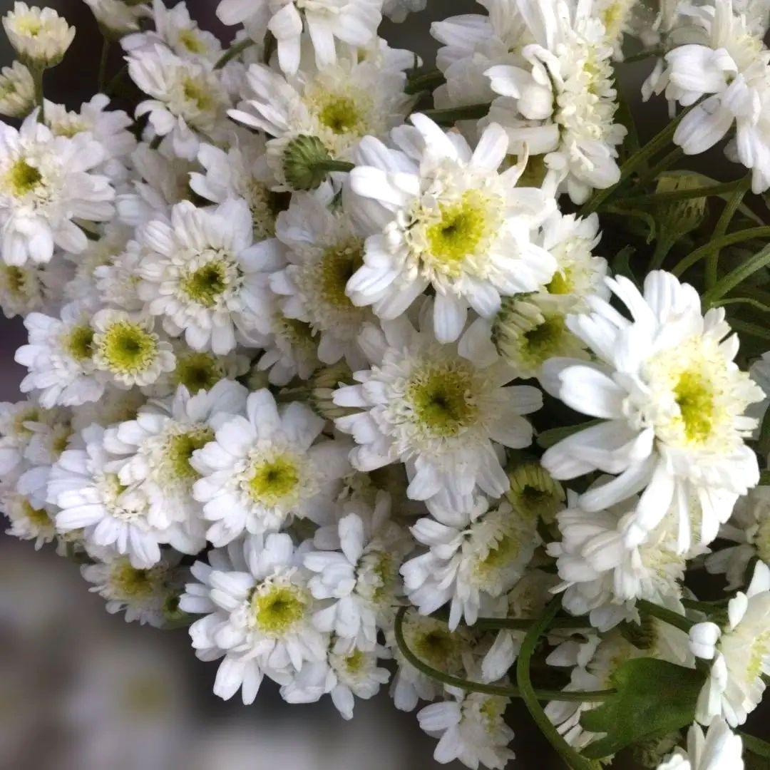 Bonboun.❁⃘*.゜♪