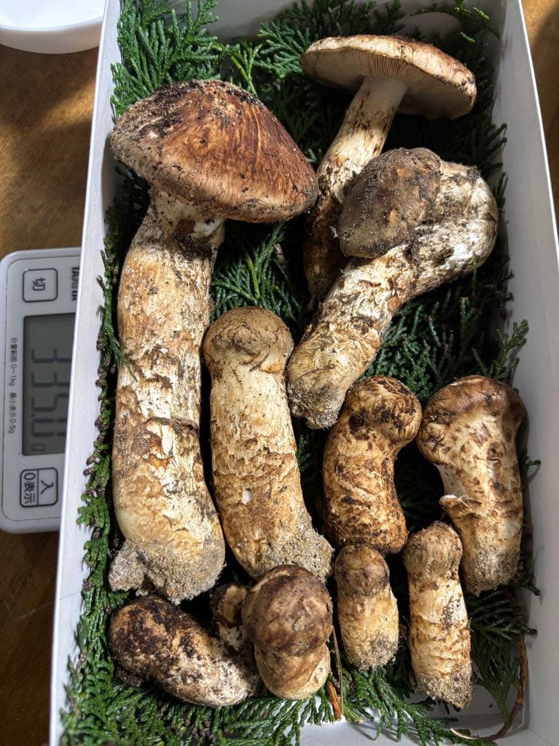 南信州産　松茸