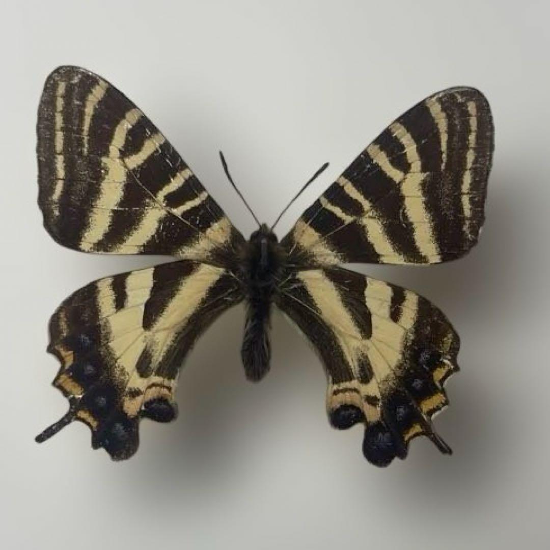 ギフチョウ　絶滅産地　希少品