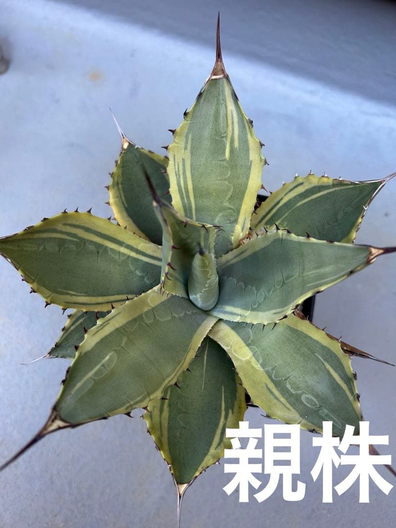 パリー　ラッキーストライプ　吉祥天　斑入り　錦　　　アガベ　ドライガーデン