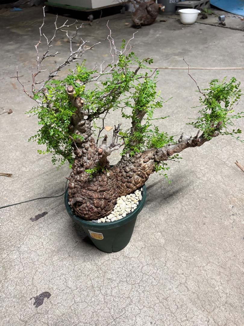 g*r様 良型 (パキプス） 中型株／発根済／塊根迫力◎／枝ぶり良好