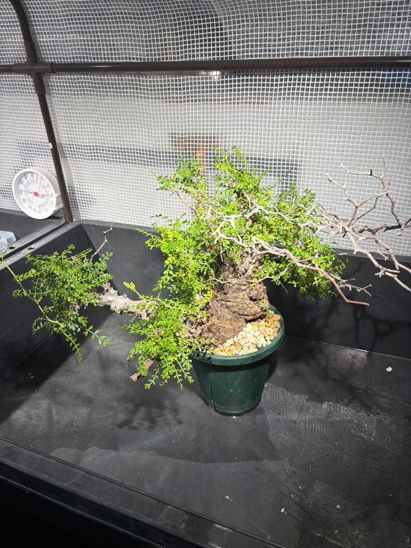 g*r様 良型 (パキプス） 中型株／発根済／塊根迫力◎／枝ぶり良好