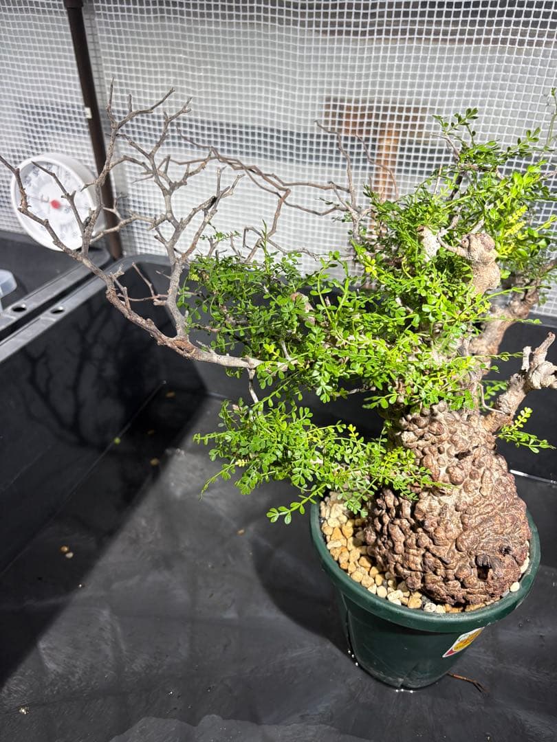 g*r様 良型 (パキプス） 中型株／発根済／塊根迫力◎／枝ぶり良好