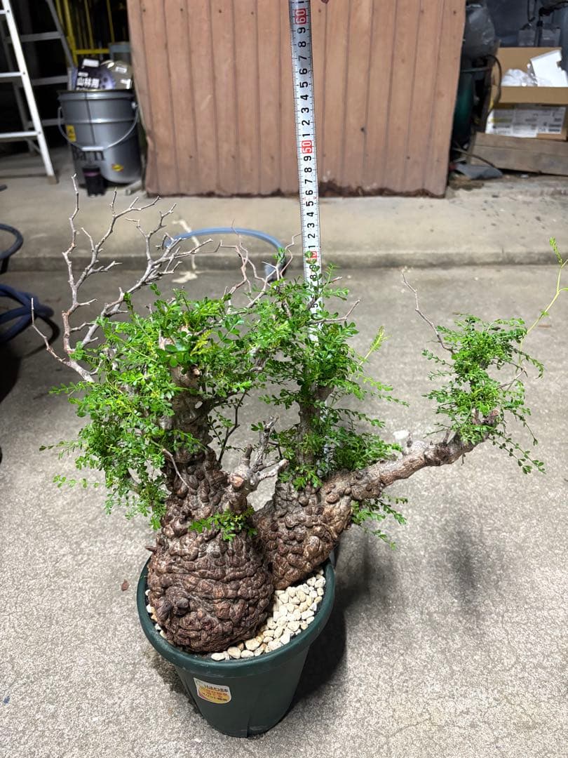 g*r様 良型 (パキプス） 中型株／発根済／塊根迫力◎／枝ぶり良好