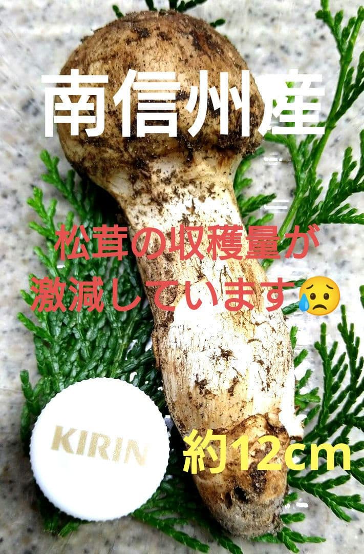 61.南信州産松茸約51g約12cm