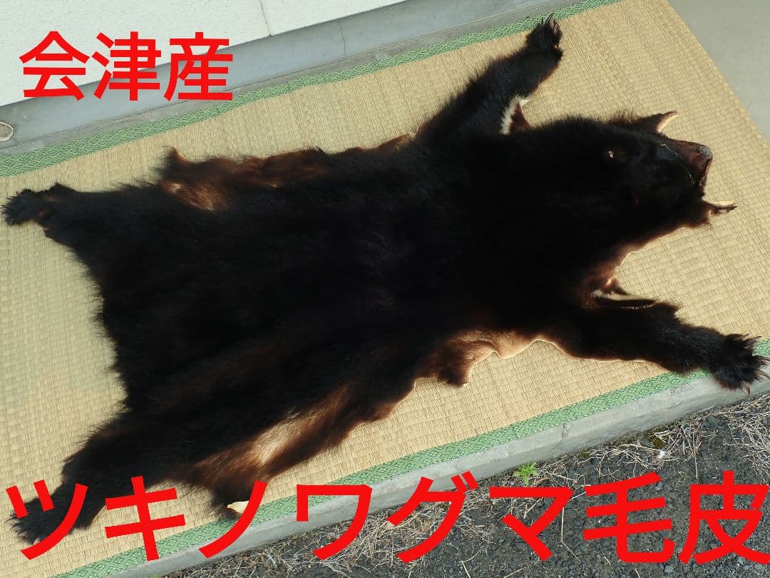ツキノワグマ　毛皮