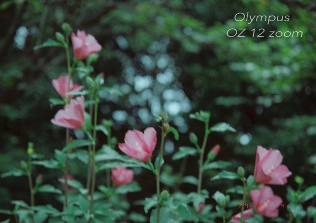 フィルムカメラ入門に★オリンパス oz120zoom★超美品＊完動品＊初期保証付