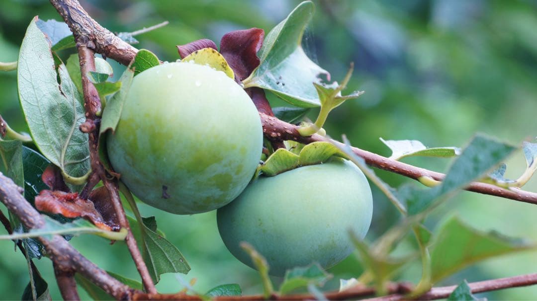 値下げしました！Canon newFD 85mm f/1.2 単焦点レンズ