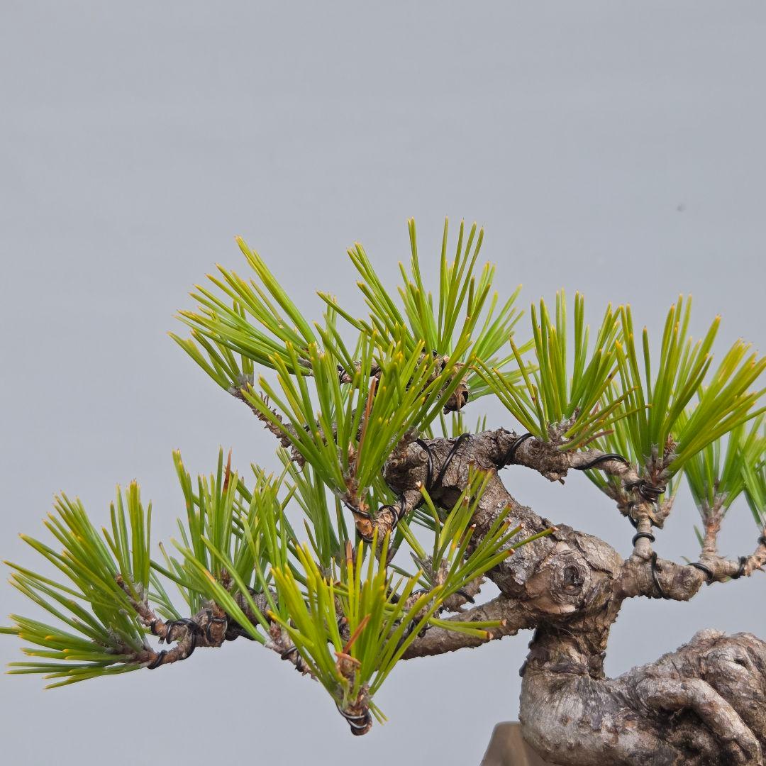 黒松ら[根上がり模様木]　小品盆栽