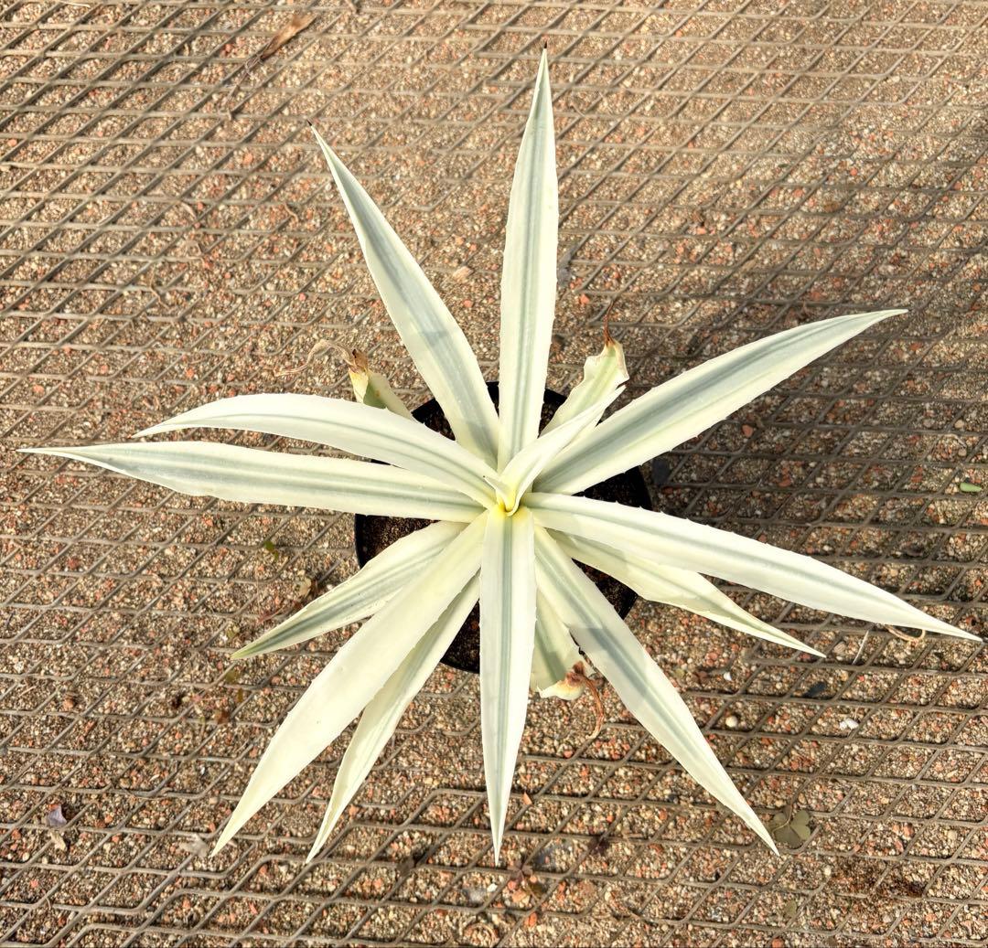 レア　アガベ　ミルキーホワイト　美株