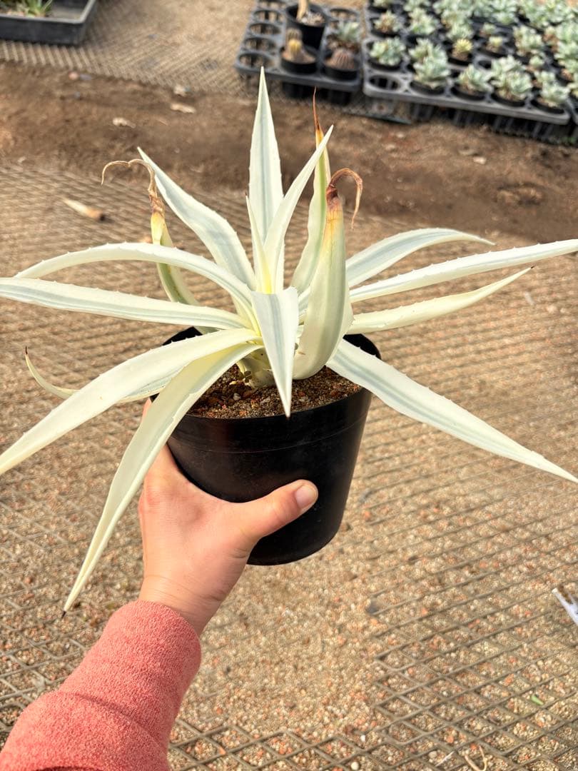 レア　アガベ　ミルキーホワイト　美株