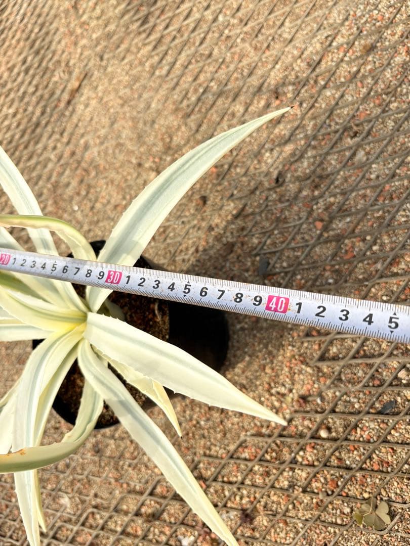 レア　アガベ　ミルキーホワイト　美株