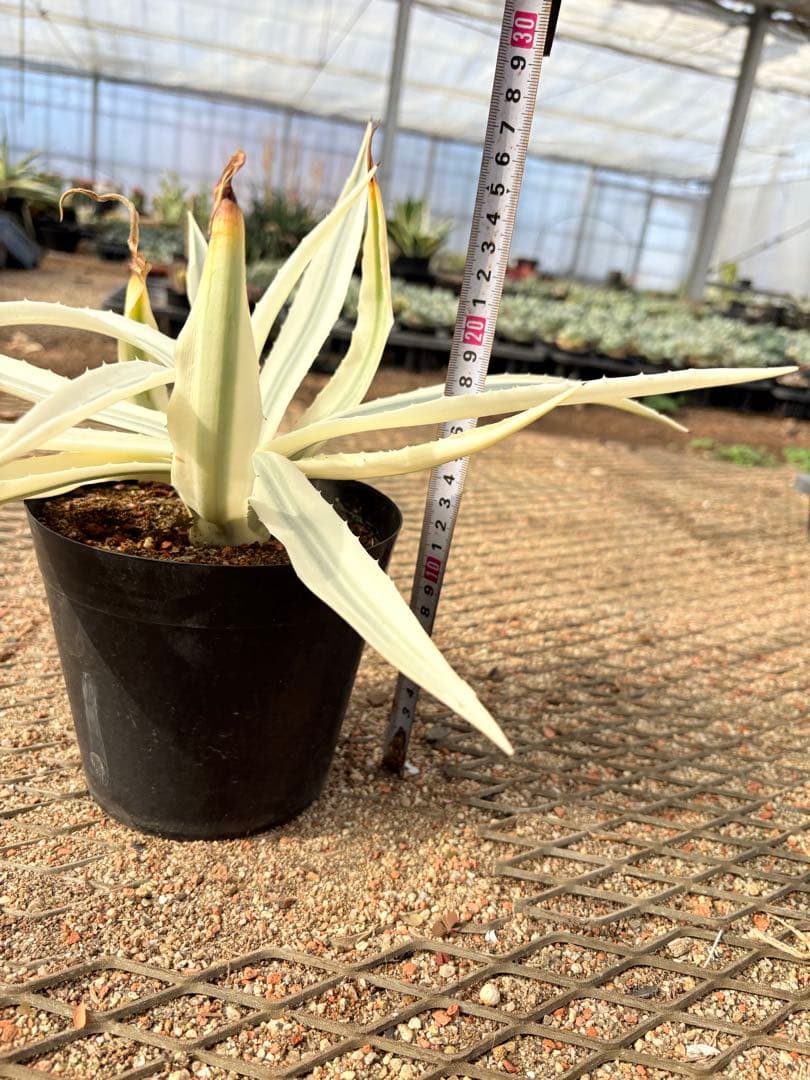 レア　アガベ　ミルキーホワイト　美株