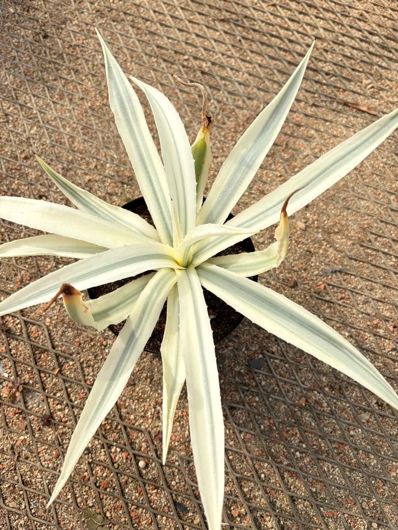 レア　アガベ　ミルキーホワイト　美株