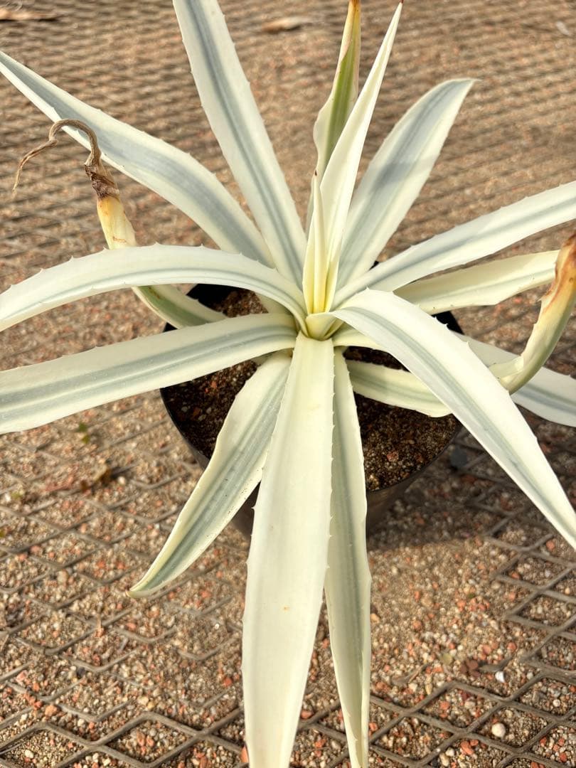 レア　アガベ　ミルキーホワイト　美株
