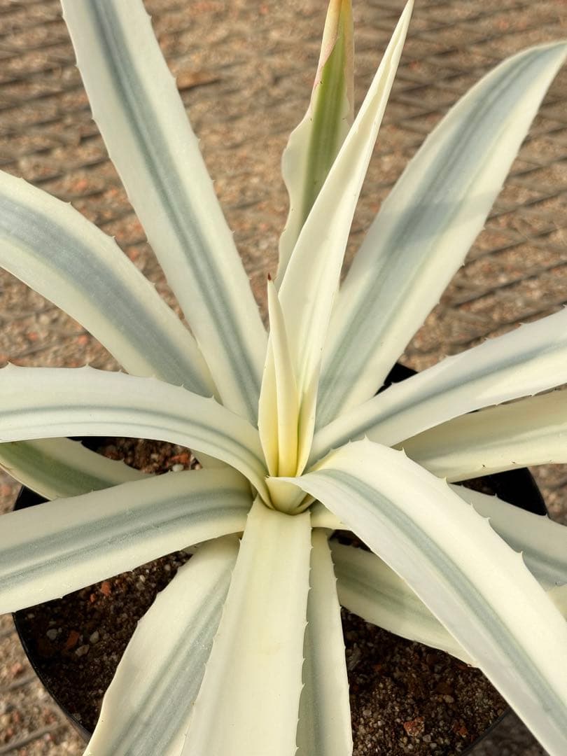 レア　アガベ　ミルキーホワイト　美株