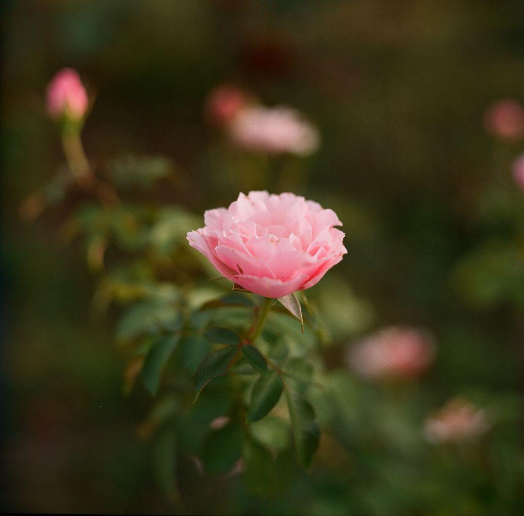 ※kodak※ Hasselblad 1600F　フィルム付き