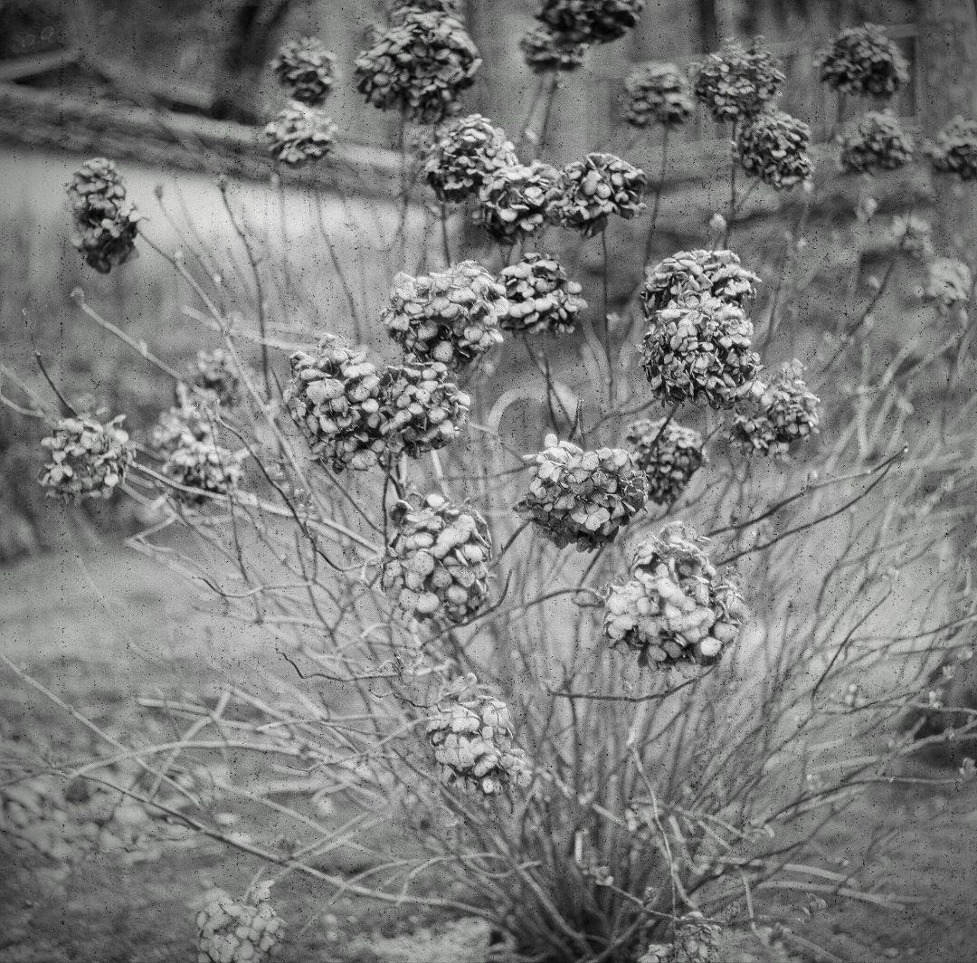 ※kodak※ Hasselblad 1600F　フィルム付き