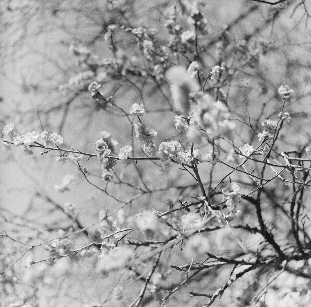 ※kodak※ Hasselblad 1600F　フィルム付き