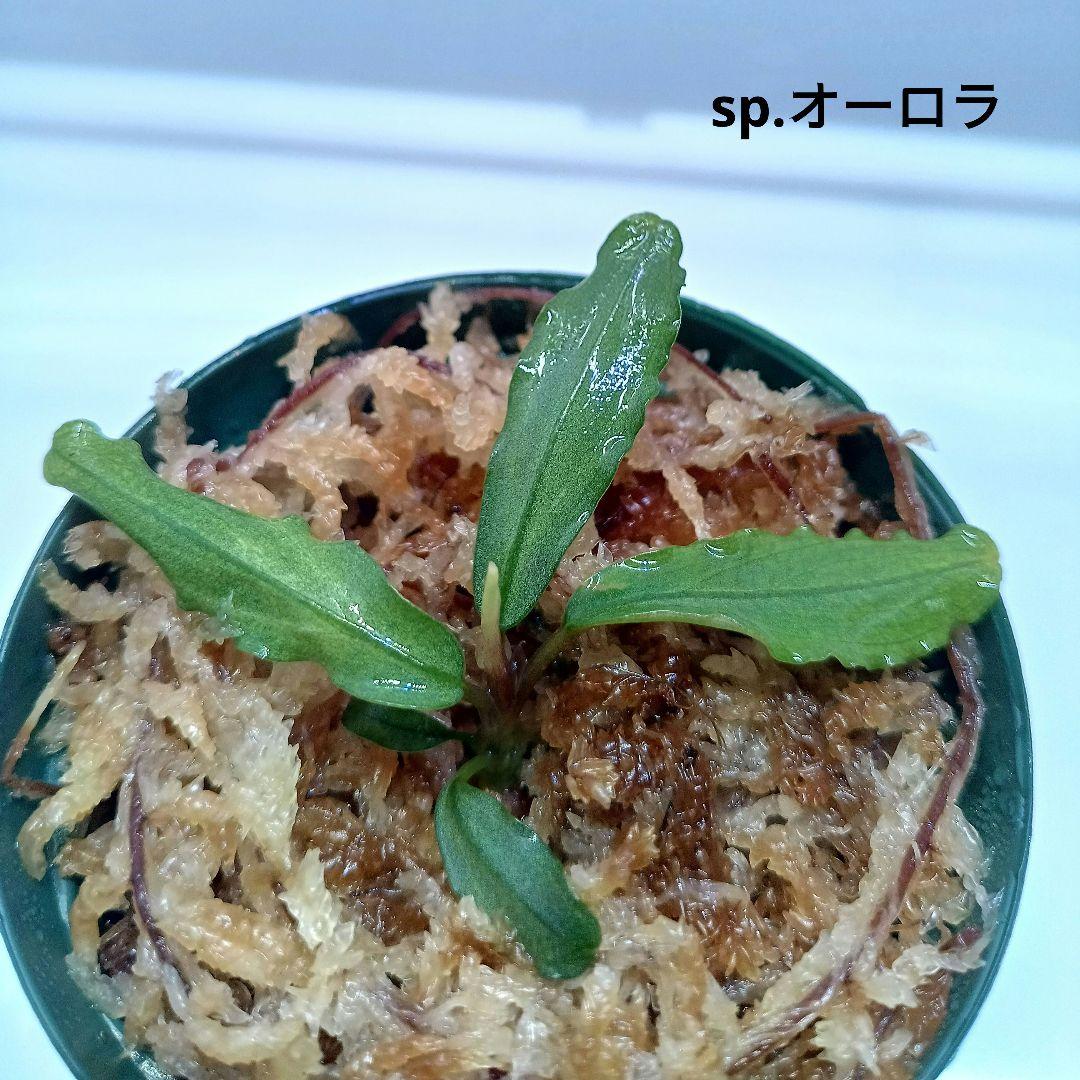 Ｃ*Ｒ様 【KN便】ブセファランドラsp.オーロラ